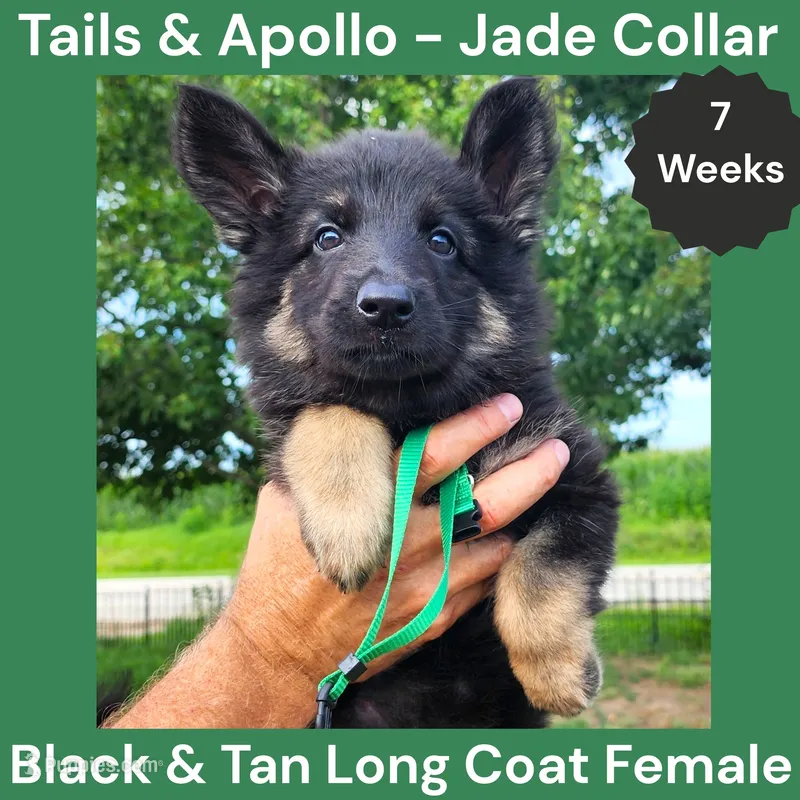 AKC Black & Tan Long Coat - TA Jade – German Shepherd Dog puppy for sale in Princeville, IL