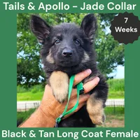 AKC Black & Tan Long Coat - TA Jade, a female German Shepherd Dog for sale in Princeville, IL – 1 of 7