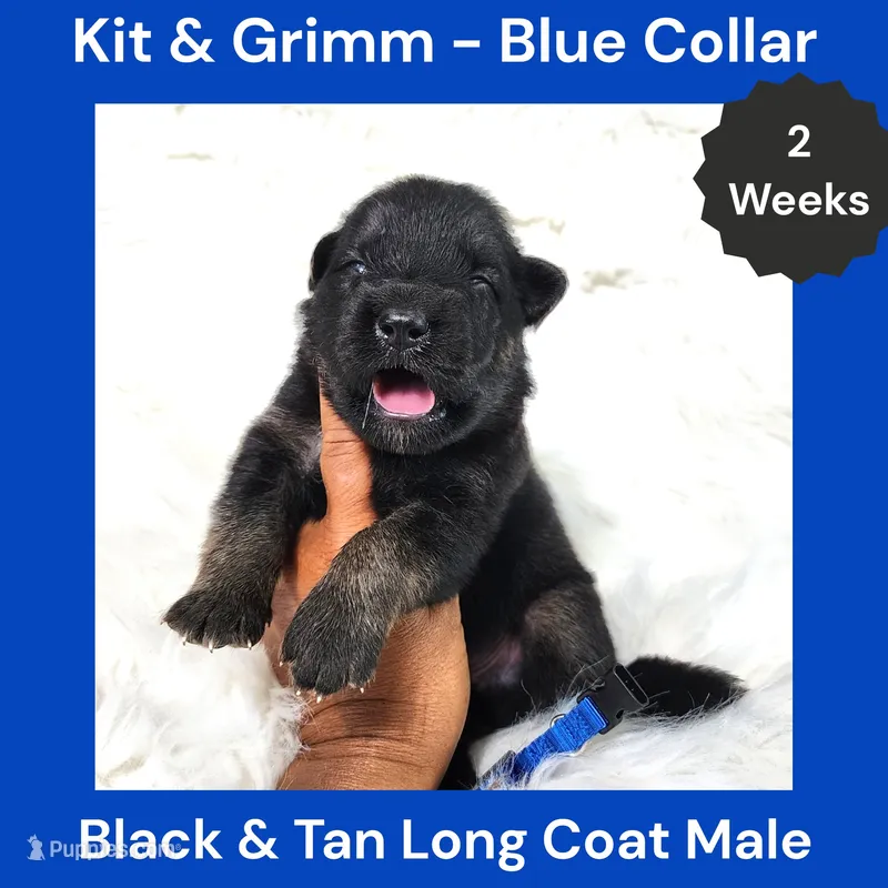 AKC Black & Tan Long Coat - KG Blue – German Shepherd Dog puppy for sale in Princeville, IL