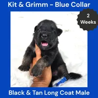 AKC Black & Tan Long Coat - KG Blue, a male German Shepherd Dog for sale in Princeville, IL – 1 of 3