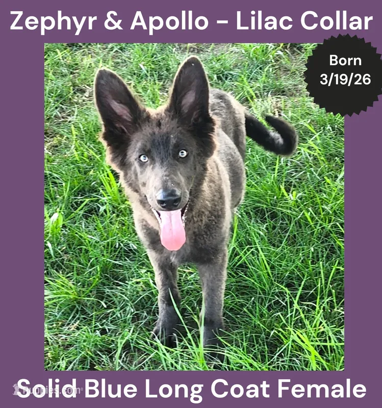 AKC Blue LH - ZA Lilac  – German Shepherd Dog puppy for sale in Princeville, IL