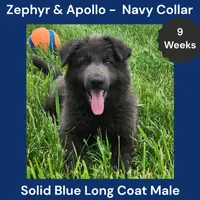 AKC Blue LH - ZA Navy, a male German Shepherd Dog for sale in Princeville, IL – 4 of 9