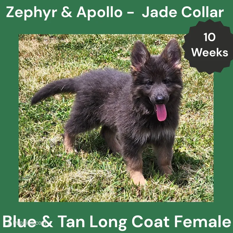 AKC Blue & Tan LH - ZA Jade  – German Shepherd Dog puppy for sale in Princeville, IL