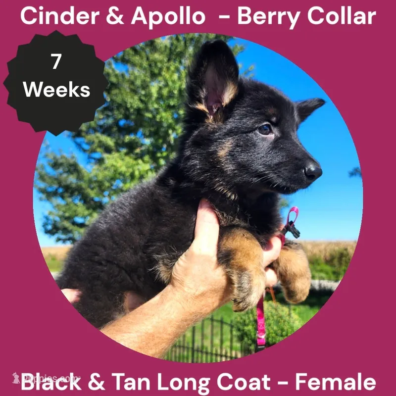 AKC Black & Tan Long Coat - CA Berry – German Shepherd Dog puppy for sale in Princeville, IL