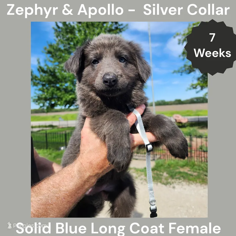 AKC Blue LH - ZA Silver  – German Shepherd Dog puppy for sale in Princeville, IL
