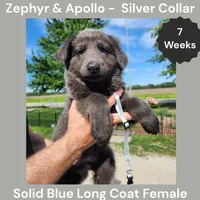 AKC Blue LH - ZA Silver , a female German Shepherd Dog for sale in Princeville, IL – 5 of 10