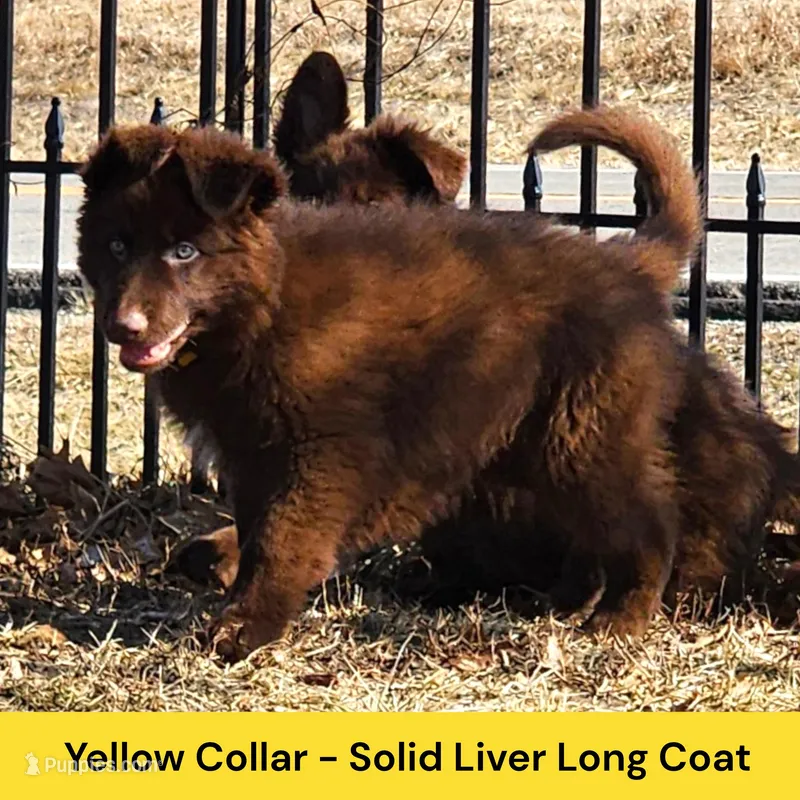 AKC Liver LH - PR Yellow