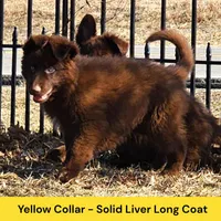 AKC Liver LH - PR Yellow, a male German Shepherd Dog for sale in Princeville, IL – Photo 1 of 9