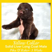 AKC Liver LH - PR Yellow, a male German Shepherd Dog for sale in Princeville, IL – Photo 7 of 9