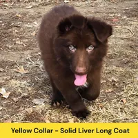 AKC Liver LH - PR Yellow, a male German Shepherd Dog for sale in Princeville, IL – Photo 2 of 9