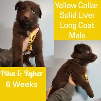 AKC Liver LH - PR Yellow, a male German Shepherd Dog for sale in Princeville, IL – Photo 5 of 9