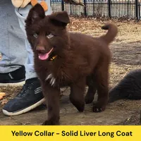 AKC Liver LH - PR Yellow, a male German Shepherd Dog for sale in Princeville, IL – Photo 3 of 9