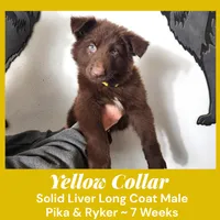 AKC Liver LH - PR Yellow, a male German Shepherd Dog for sale in Princeville, IL – Photo 4 of 9