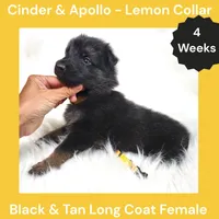 AKC Black & Tan Long Coat - CA Lemon, a female German Shepherd Dog for sale in Princeville, IL – 2 of 3