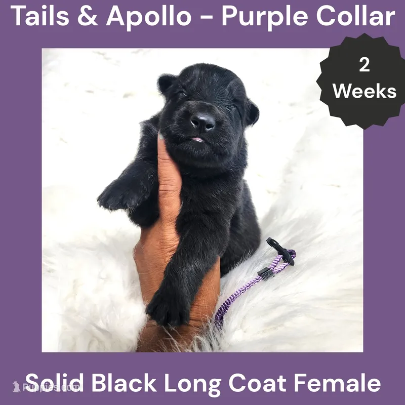 AKC Black Long Coat - TA Purple – German Shepherd Dog puppy for sale in Princeville, IL