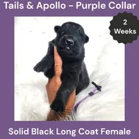 AKC Black Long Coat - TA Purple, a female German Shepherd Dog for sale in Princeville, IL – 1 of 3