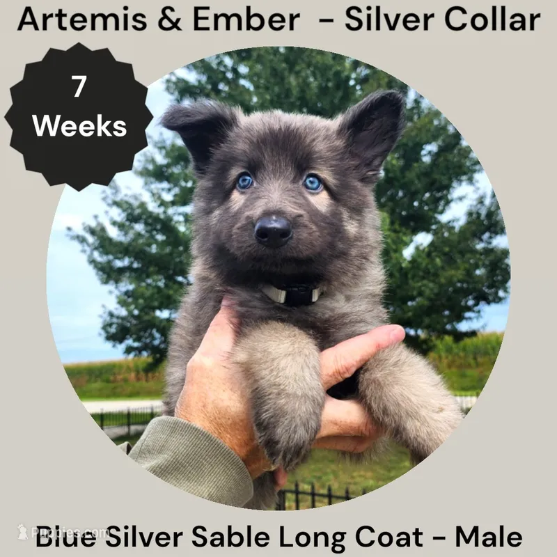 AKC Blue Silver Sable Long Coat - AE Silver  – German Shepherd Dog puppy for sale in Princeville, IL