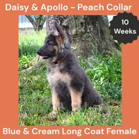 AKC Blue&Cream LH - DA Peach, a female German Shepherd Dog for sale in Princeville, IL – 3 of 10