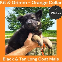 AKC Black & Tan Long Coat - KG Orange, a male German Shepherd Dog for sale in Princeville, IL – 4 of 8