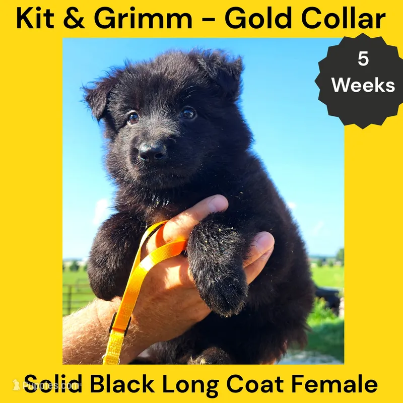AKC Black Long Coat - KG Gold – German Shepherd Dog puppy for sale in Princeville, IL