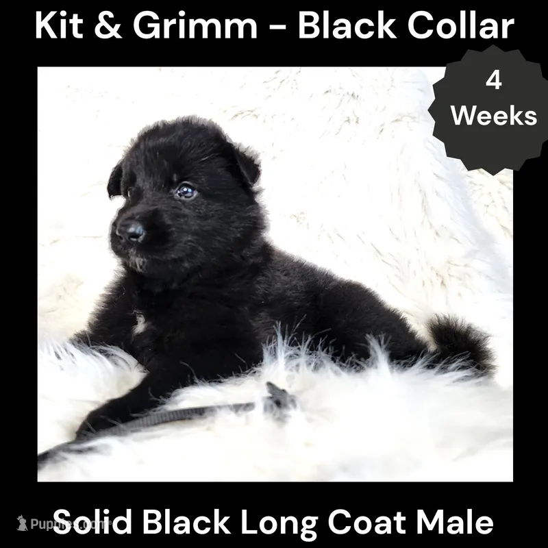 AKC Black Long Coat - KG Black – German Shepherd Dog puppy for sale in Princeville, IL