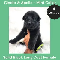 AKC Black Long Coat - CA Mint, a female German Shepherd Dog for sale in Princeville, IL – 1 of 3