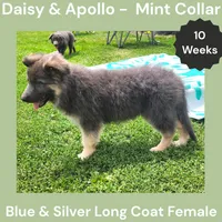 AKC Blue&Silver LH - DA Mint, a female German Shepherd Dog for sale in Princeville, IL – 2 of 9