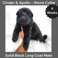 AKC Black Long Coat - CA Stone, a male German Shepherd Dog for sale in Princeville, IL – 1 of 3