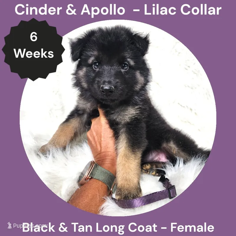 AKC Black & Tan Long Coat - CA Lilac – German Shepherd Dog puppy for sale in Princeville, IL