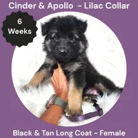 AKC Black & Tan Long Coat - CA Lilac, a female German Shepherd Dog for sale in Princeville, IL – 5 of 9