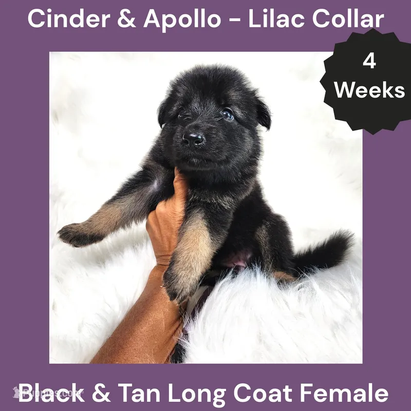 AKC Black & Tan Long Coat - CA Lilac – German Shepherd Dog puppy for sale in Princeville, IL