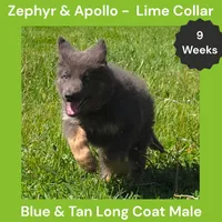AKC Blue & Tan LH - ZA Lime, a male German Shepherd Dog for sale in Princeville, IL – 2 of 8