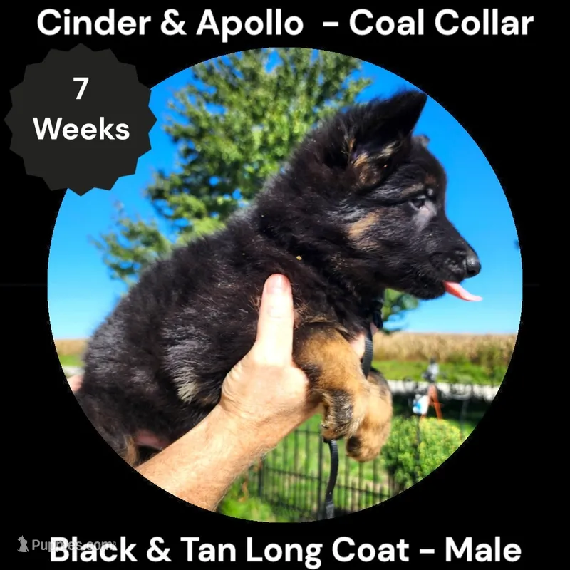 AKC Black & Tan Long Coat - CA Coal – German Shepherd Dog puppy for sale in Princeville, IL