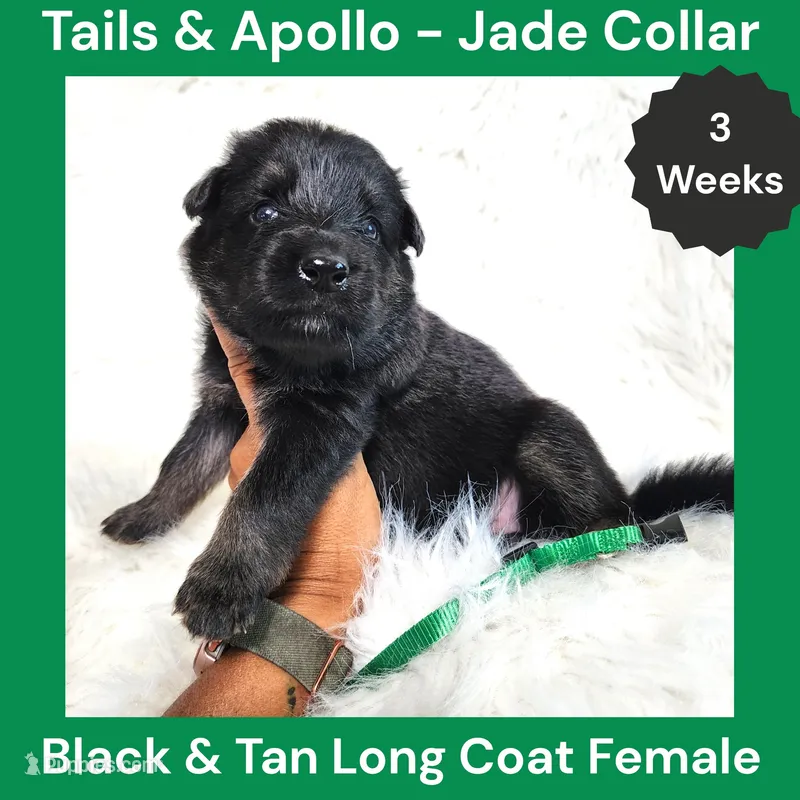 AKC Black & Tan Long Coat - TA Jade – German Shepherd Dog puppy for sale in Princeville, IL