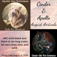 AKC Black & Tan Long Coat - CA Coal, a male German Shepherd Dog for sale in Princeville, IL – 3 of 3