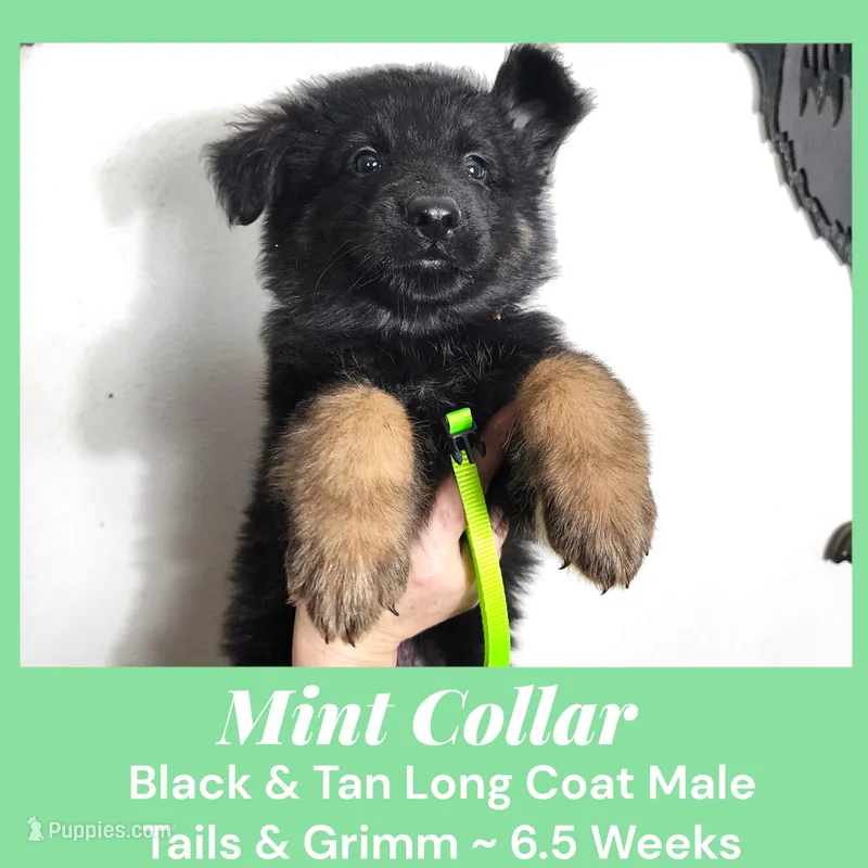 AKC Black & Tan LG TG Mint