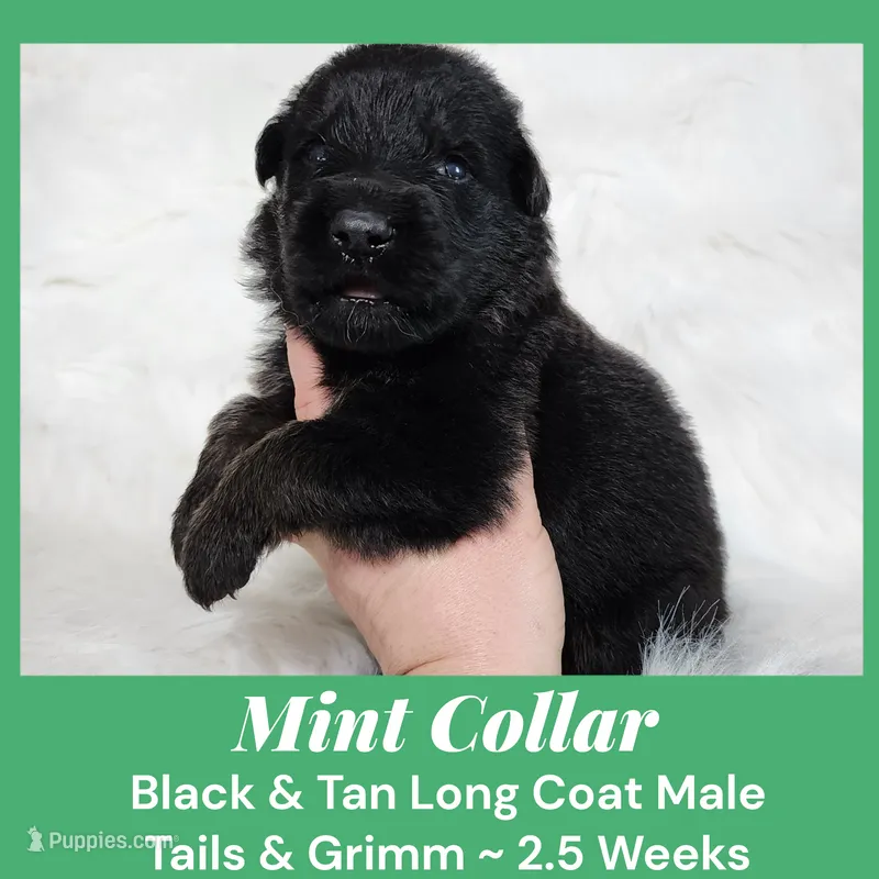 AKC Black & Tan LG TG Mint