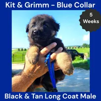 AKC Black & Tan Long Coat - KG Blue, a male German Shepherd Dog for sale in Princeville, IL – 5 of 8