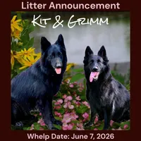 AKC Black & Tan Long Coat - KG Blue, a male German Shepherd Dog for sale in Princeville, IL – 3 of 3