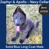 AKC Blue LH - ZA Navy, a male German Shepherd Dog for sale in Princeville, IL – 1 of 10