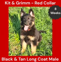AKC Black & Tan Long Coat - KG Red, a male German Shepherd Dog for sale in Princeville, IL – 3 of 9