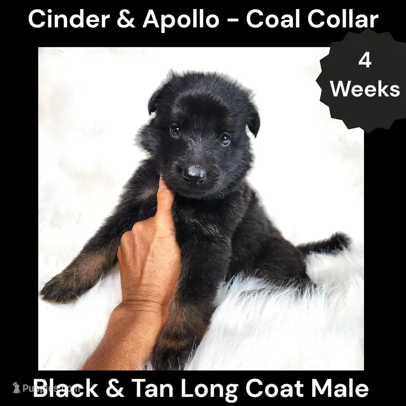 AKC Black & Tan Long Coat - CA Coal – German Shepherd Dog puppy for sale in Princeville, IL