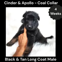 AKC Black & Tan Long Coat - CA Coal, a male German Shepherd Dog for sale in Princeville, IL – 1 of 3