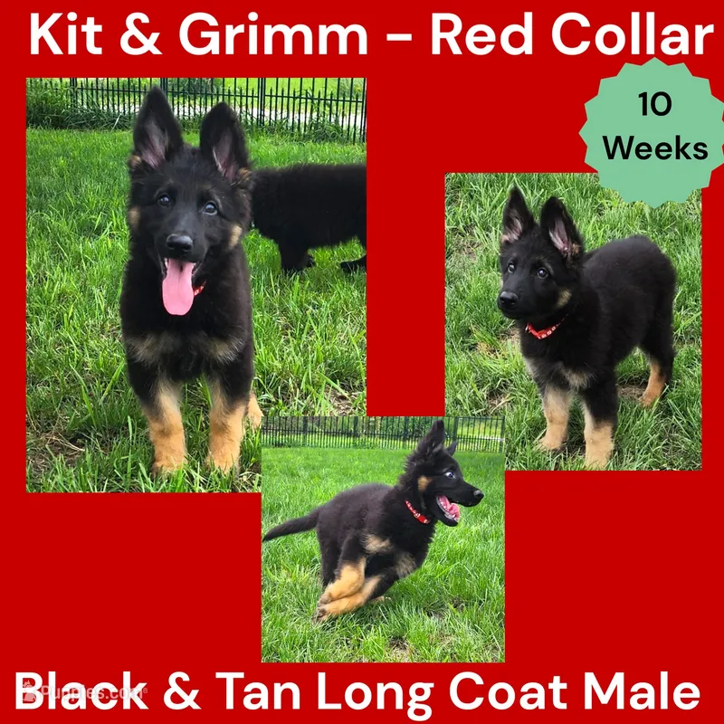 AKC Black & Tan Long Coat - KG Red – German Shepherd Dog puppy for sale in Princeville, IL