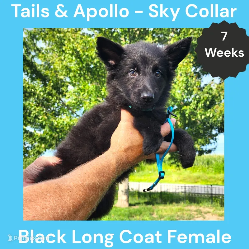 AKC Black Long Coat - TA Sky – German Shepherd Dog puppy for sale in Princeville, IL