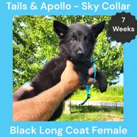 AKC Black Long Coat - TA Sky, a female German Shepherd Dog for sale in Princeville, IL – 2 of 8