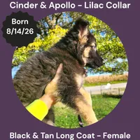 AKC Black & Tan Long Coat - CA Lilac, a female German Shepherd Dog for sale in Princeville, IL – 2 of 9