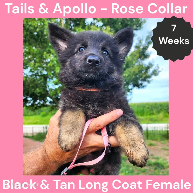 AKC Black & Tan Long Coat - TA Rose – German Shepherd Dog puppy for sale in Princeville, IL