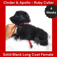 AKC Black Long Coat - CA Ruby, a female German Shepherd Dog for sale in Princeville, IL – 2 of 3