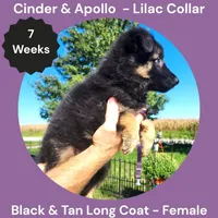 AKC Black & Tan Long Coat - CA Lilac, a female German Shepherd Dog for sale in Princeville, IL – 4 of 9